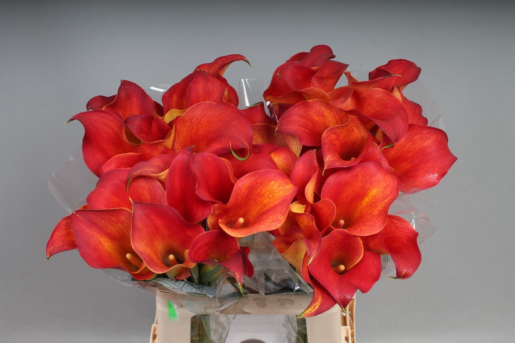 Calla Captain Trinity