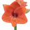 Thumbnail: AMARYLLIS (PACK 6 STEMS)