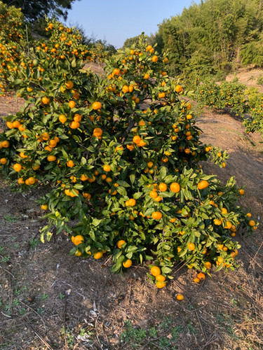 みかん　0709 楽天市場】みかん 苗木 【尾崎】 温州みかん 2年生接木苗 : 苗木