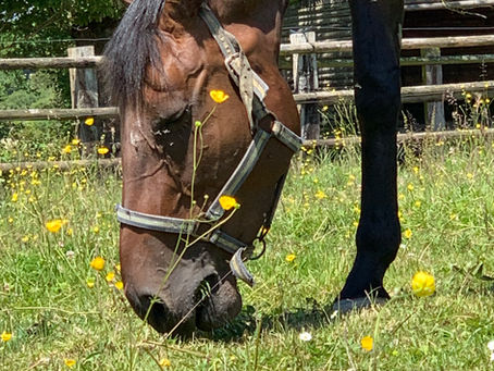 Que comprend vraiment une pension cheval à 600€ à Rennes ?