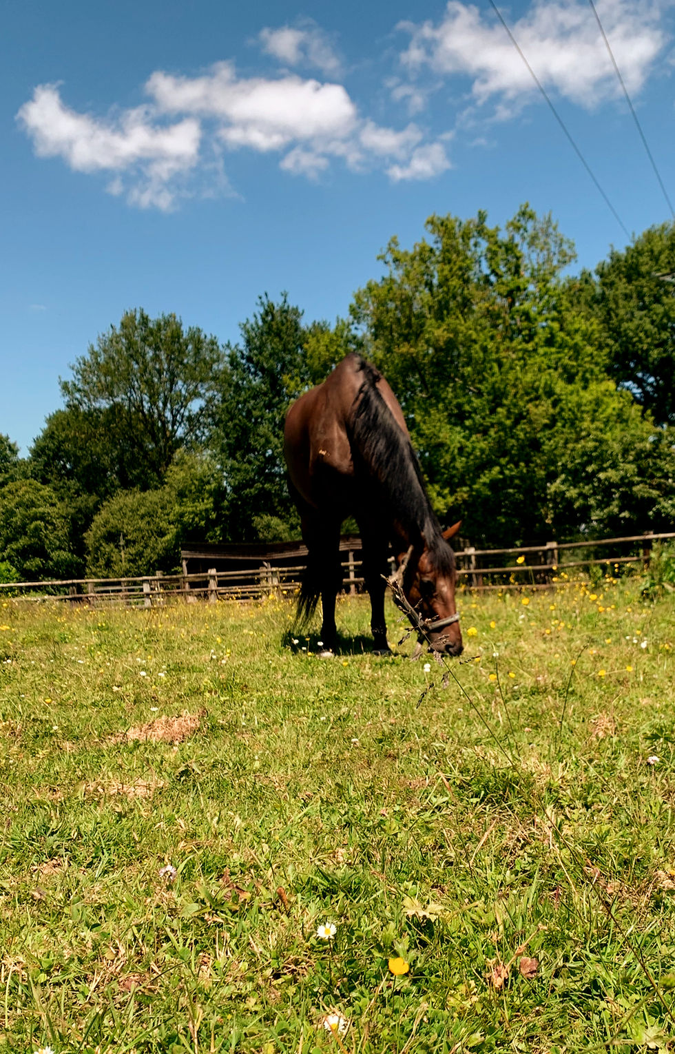 cheval paddock Rennes bien etre sortie quotidienne pension cheval