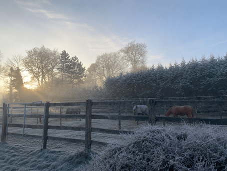 Paddocks stabilisés : quels avantages pour les chevaux ?