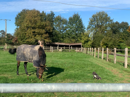 Comment choisir une pension pour son cheval près de Rennes ? Guide complet
