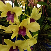 Orchids.jpg