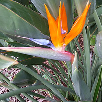 Bird in P.jpg