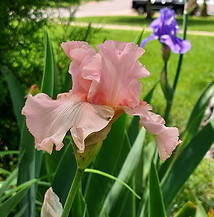Coral Iris '24.jpg