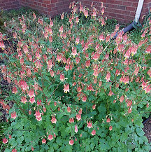 columbine '24_edited.jpg