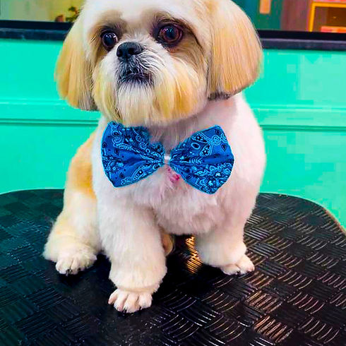 poodle.jpg