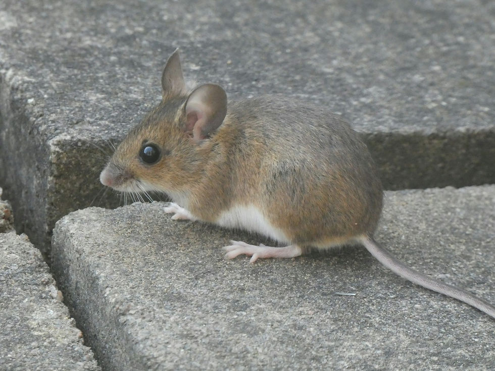 Topo su un gradino di cemento: segnali di topi nel garage e come eliminarli
