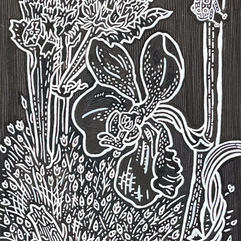 ペン画「ゾウムシ」