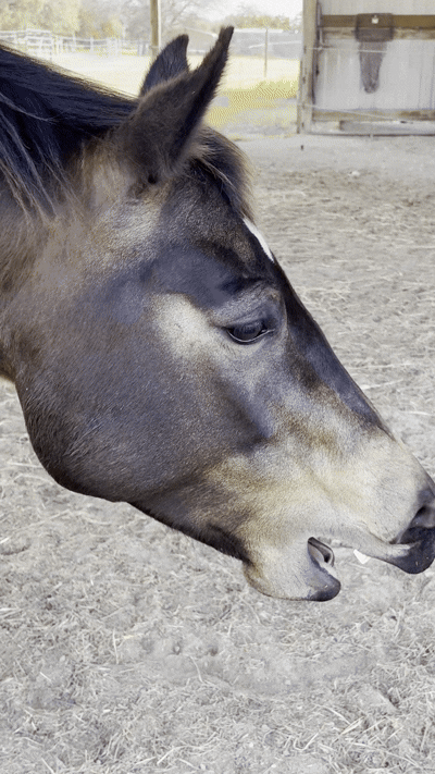 horsereikirelease.gif