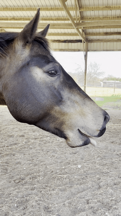 horsereikirelease copy.gif