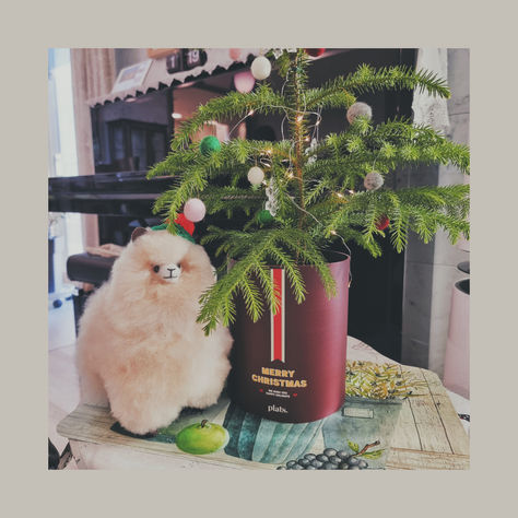 An Indoor Christmas