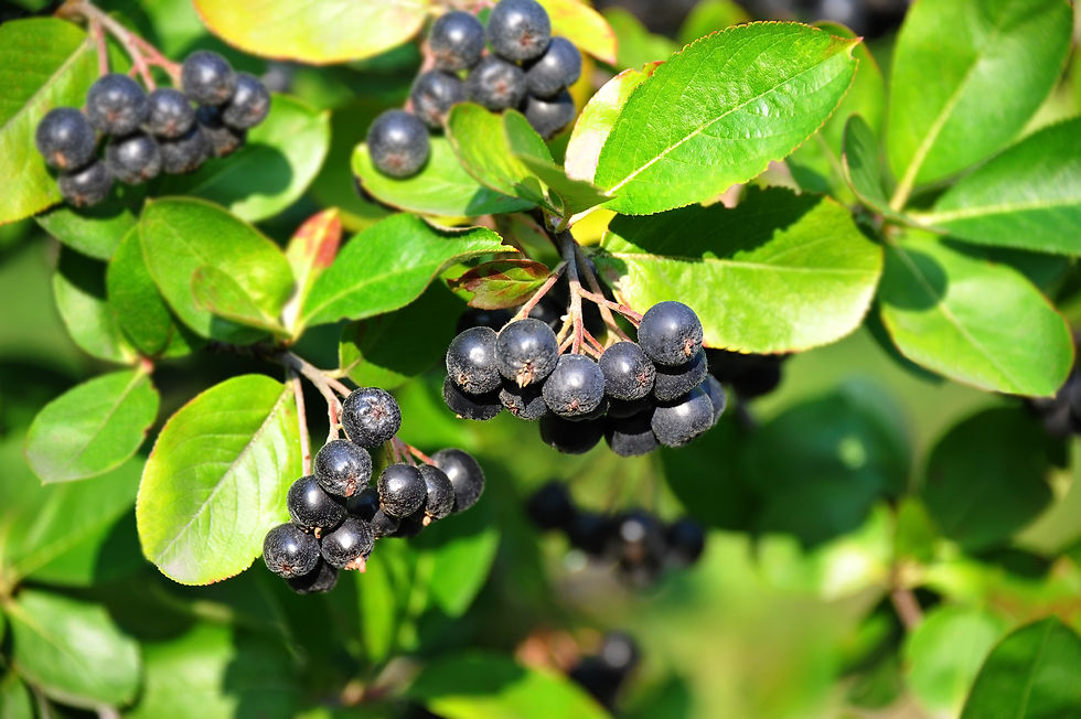 Aronia, Sorbier Noir AB