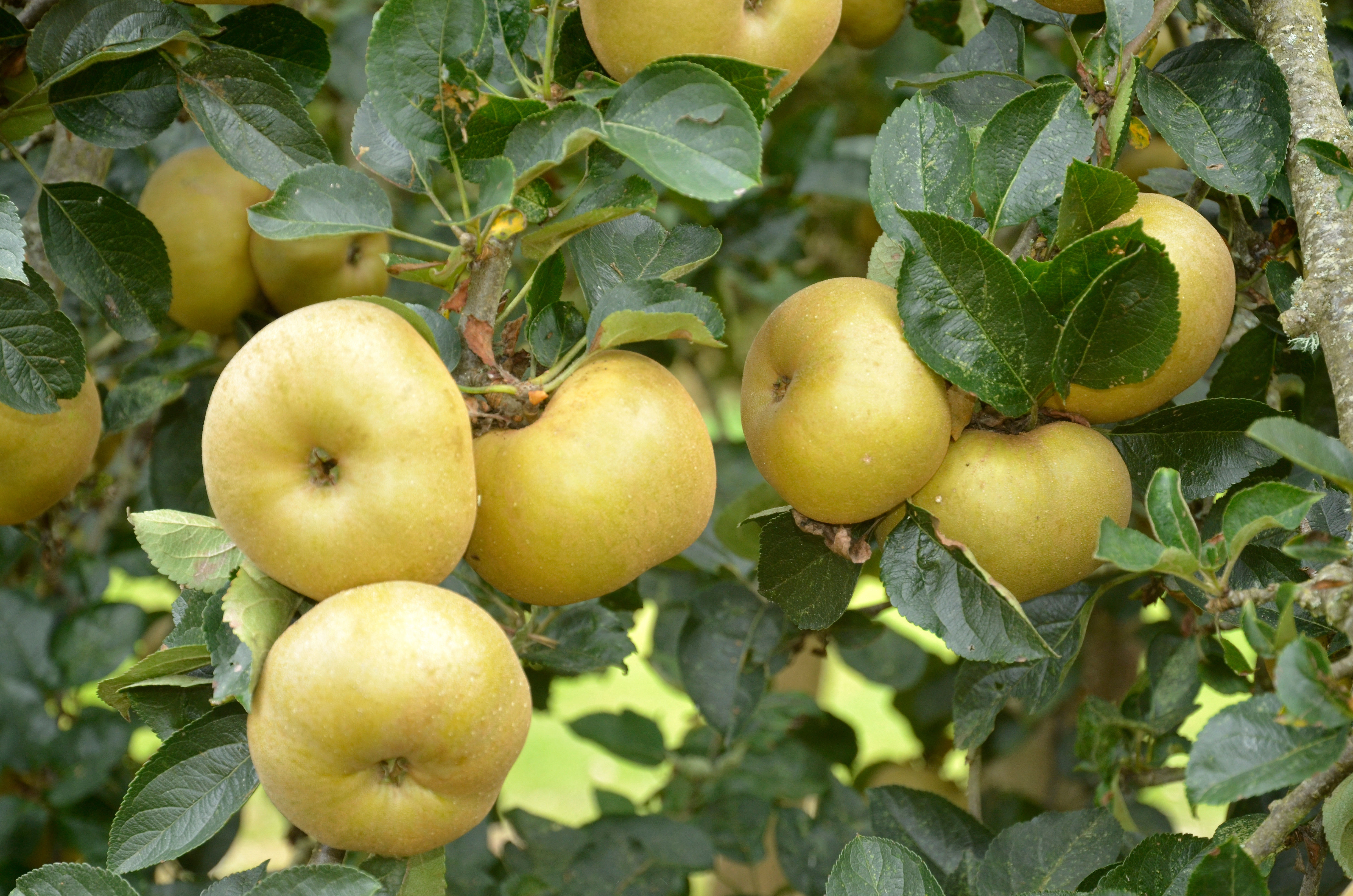 Pommier Reinette Dorée de l'Indre AB - Racines Nues
