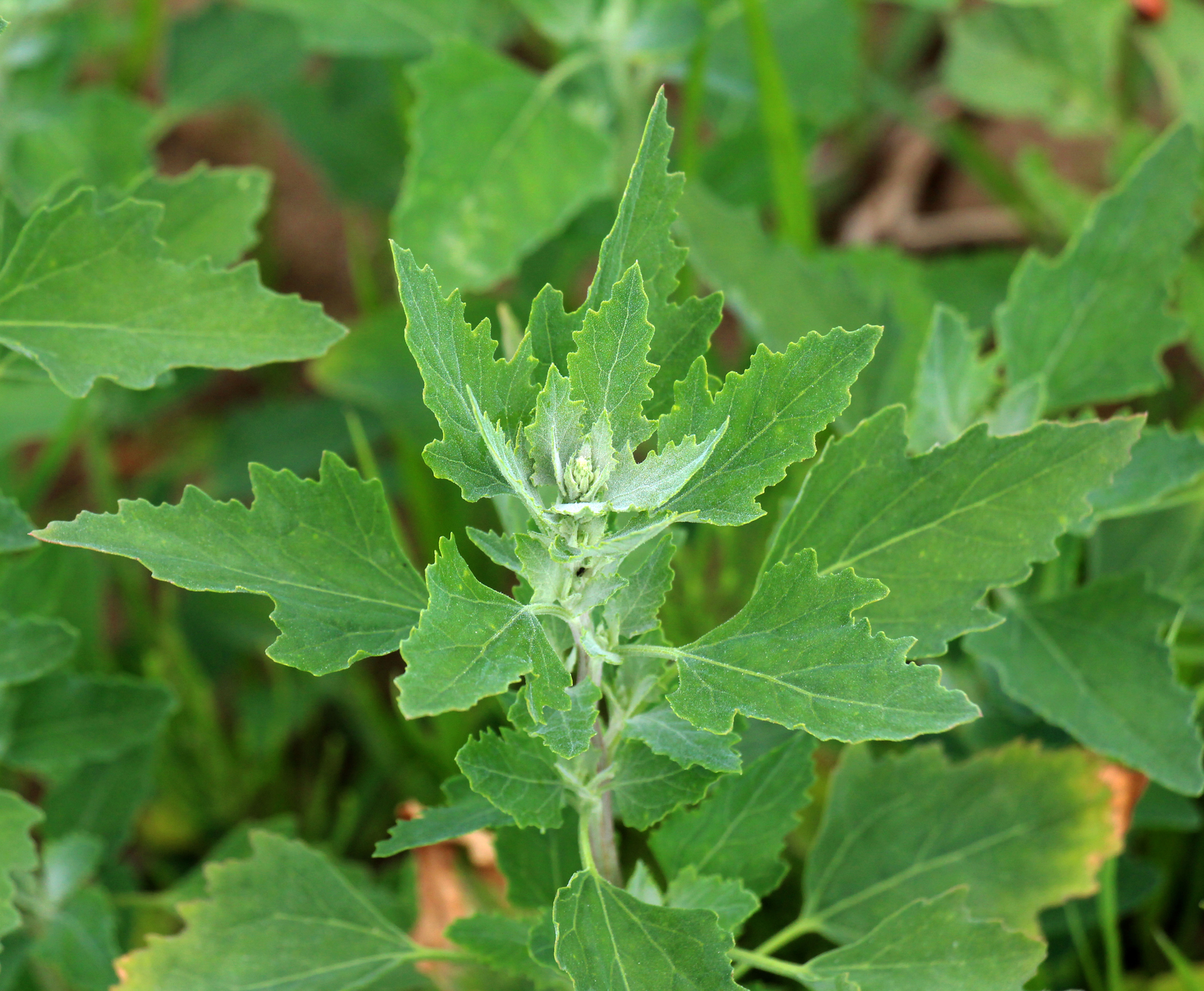 Arroche bon-Henri AB