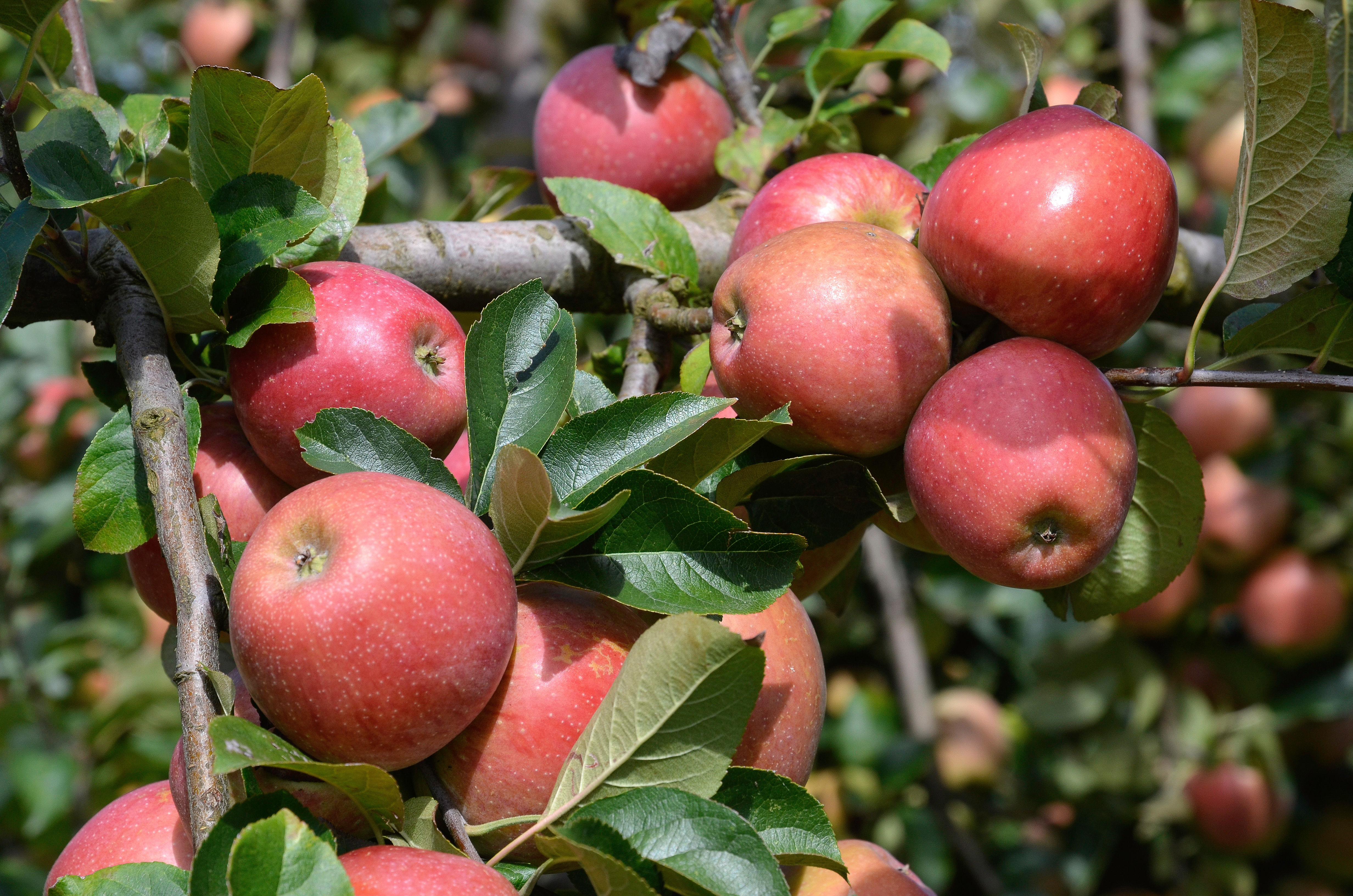 Pommier Gala AB - Racines Nues