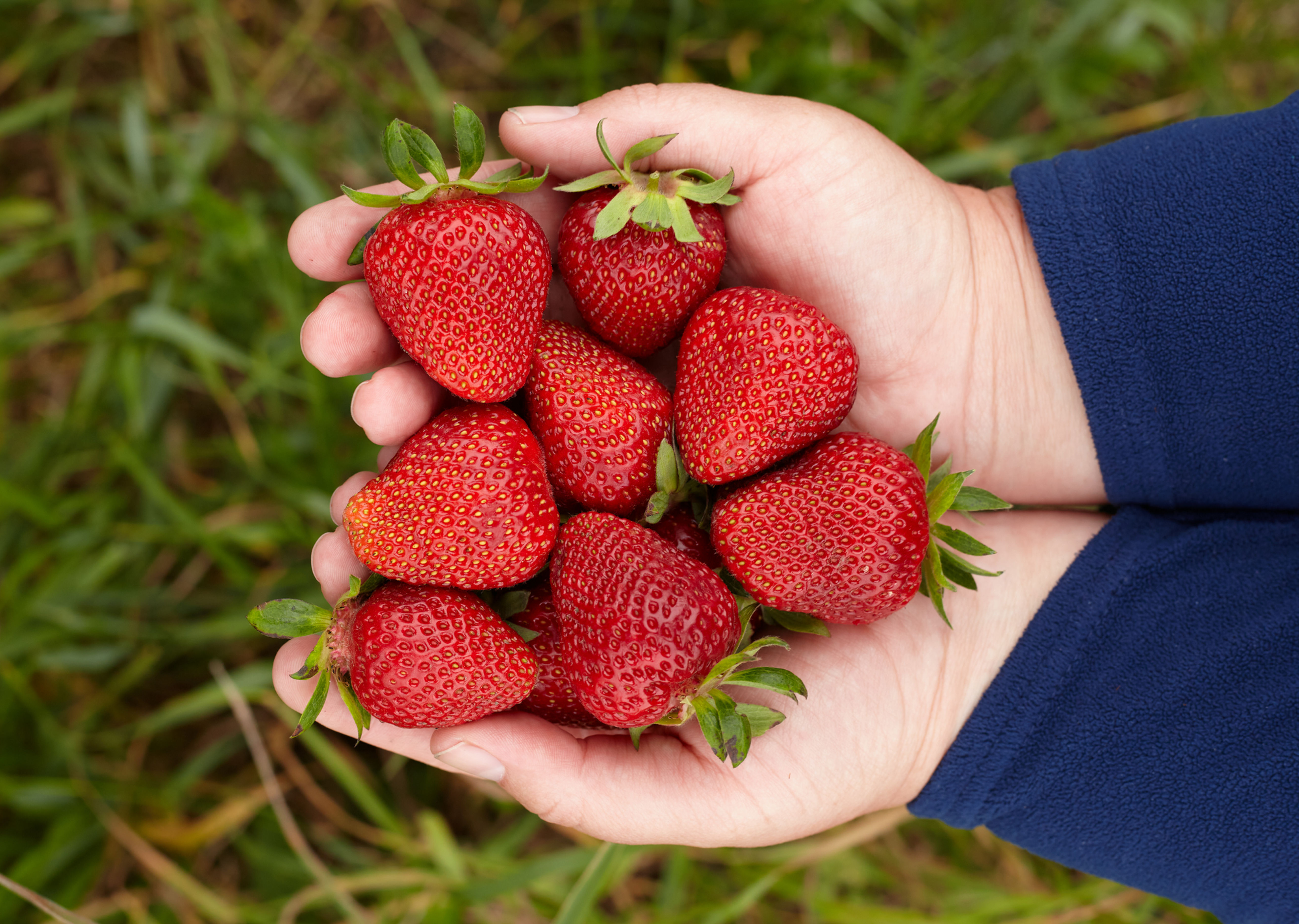 Fraisier Charlotte - AB