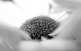 IMG_6333.jpg