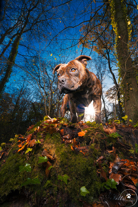 staffie photographié en forêt avec un objectif grand angle