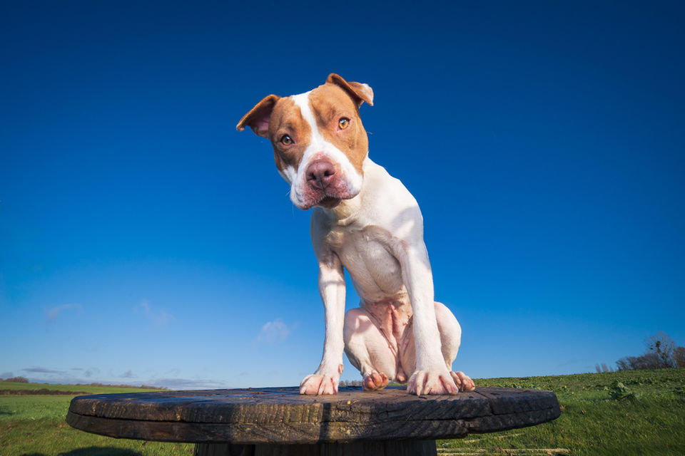 chien marron et blanc pris en contre plongée avec un objectif grand angle par un photographe professionnel