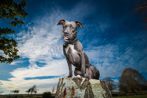 american staff bleu et blanc avec un beau ciel photographier par un photographe d'ile de france