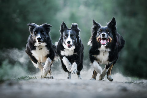 photographe pour chien dans les Yvelines - border collie en action photographiés lors d'une séance photo professionnelle