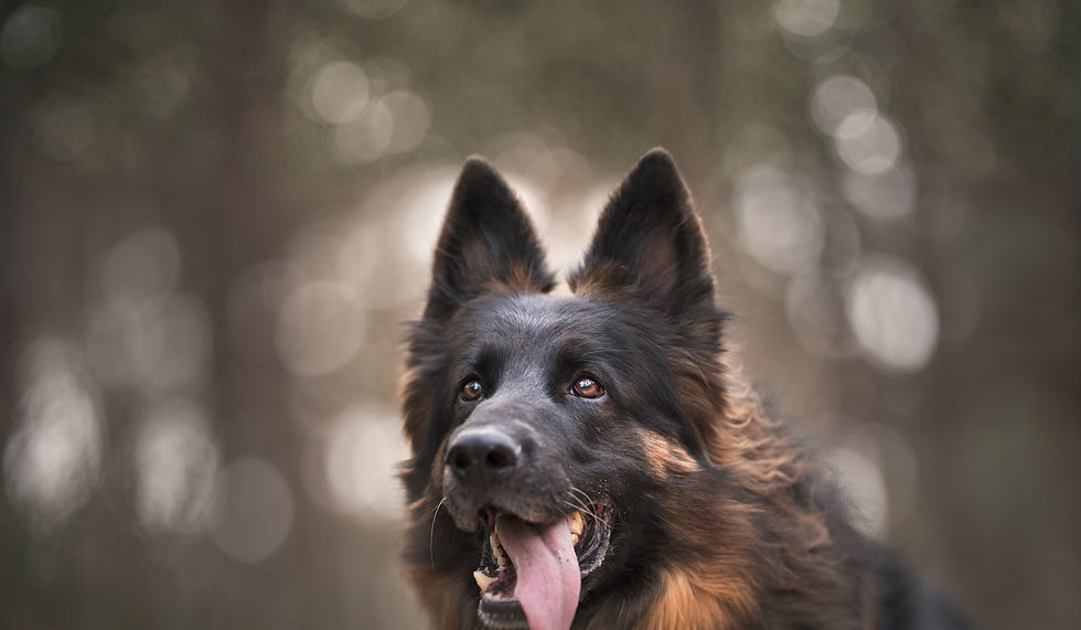 Nazette (9)_edited_edited.jpg