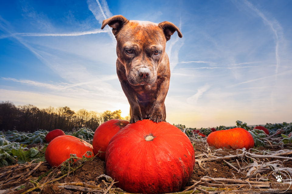 petit chien bringé pendant haloween sur une citrouille photographié par un professionnel