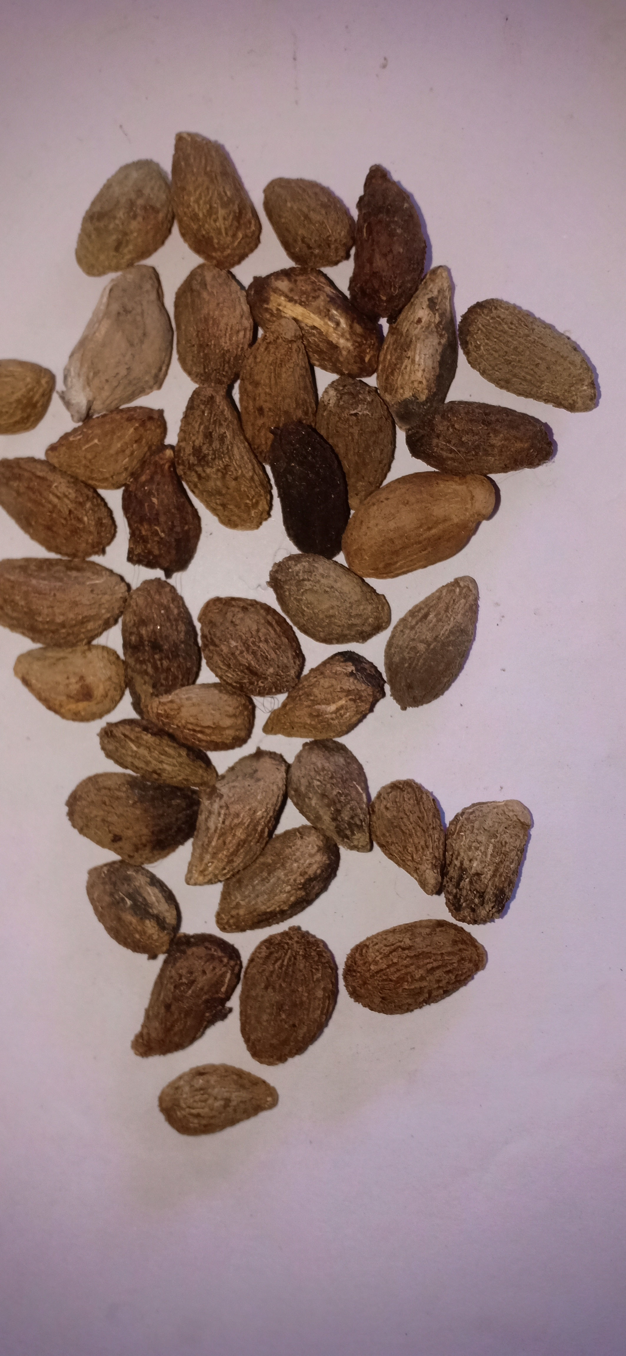 marotty / chalmokra / jangli badam seeds