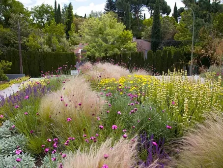 ¿Cómo elegir la especie vegetal adecuada para una cubierta vegetal?