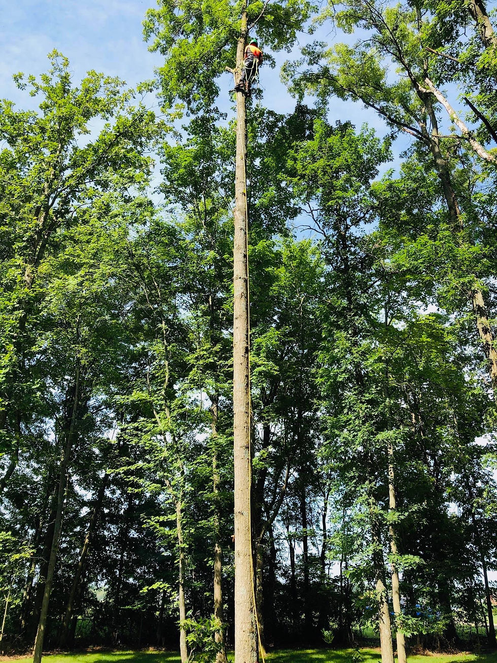 tree4.jpeg