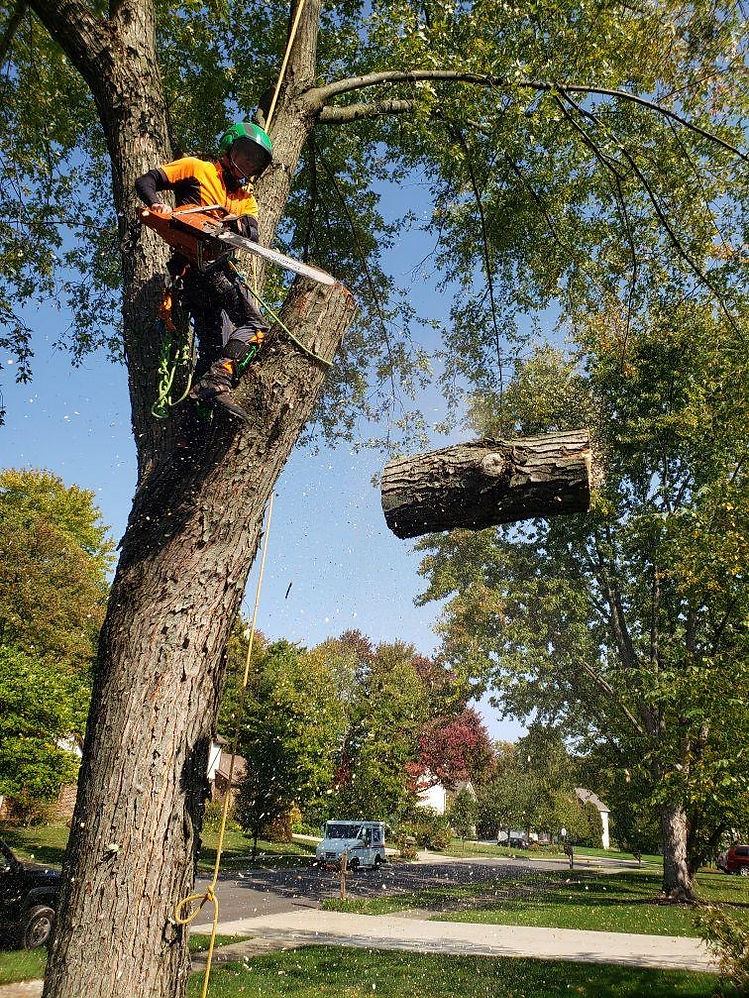 tree9.jpeg