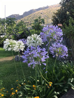 fiori bianchi e celesti di agapantus 