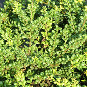 Agrifoglio giapponese