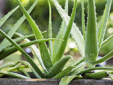 Aloe
