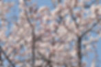 Prunus incisa ‘Kojo-no-mai’ con i suoi bei fiori bianchi e rosa