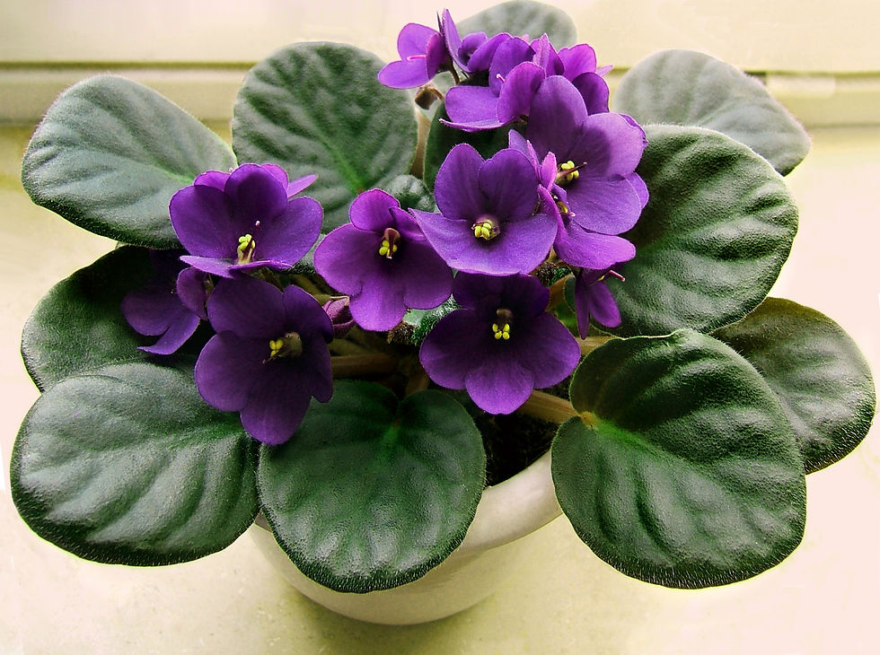 Pianta di colore viole di Violetta africana o Saintpaulia