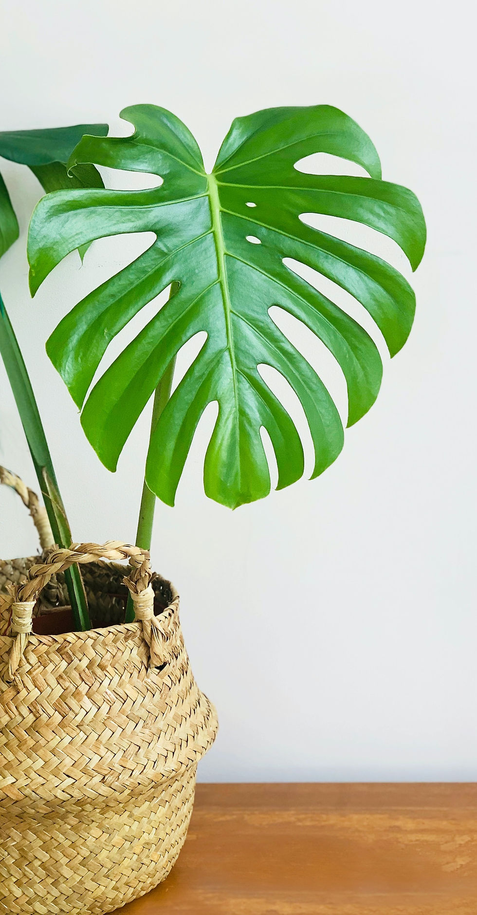 Pianta di Filodendro Monstera in vaso si vimini e bellissima foglia a forma di cuore