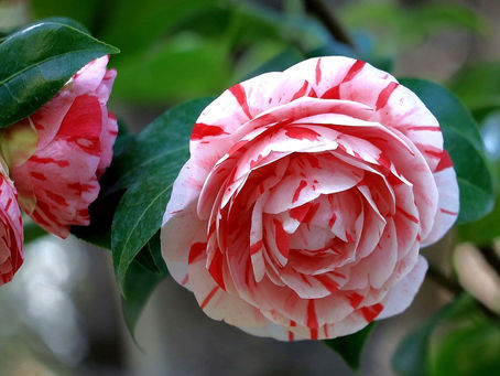 Camelia o Camellia