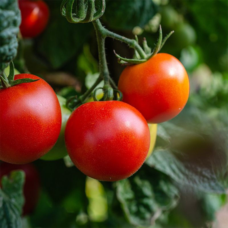 Miniatura: Zeolite Micronizzata ZEO-ROCK®