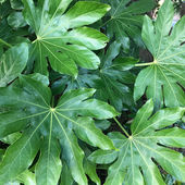 Fatsia japonica