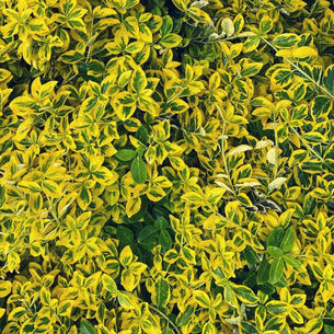 Euonymus japonicus