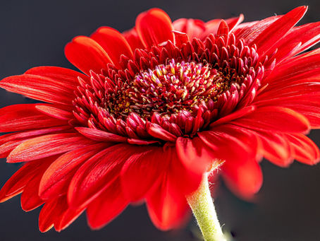 Gerbera