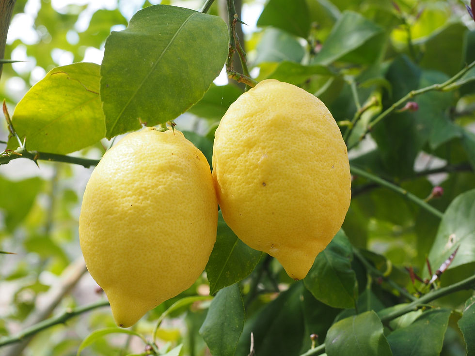 ramo di limone con due frutti grandi gialli