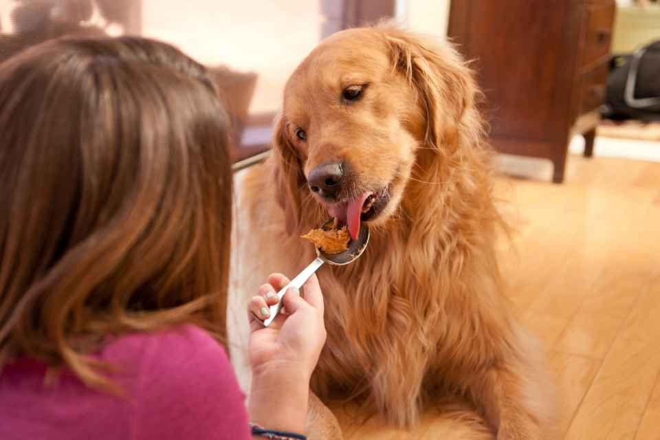 Perte d'appétit du chien