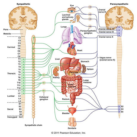 sympathic system