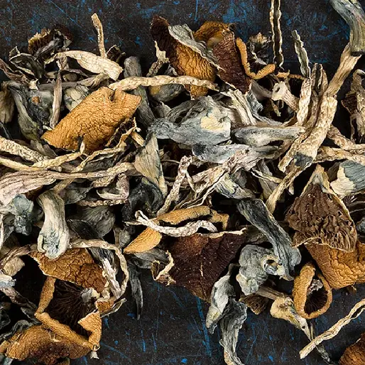 Oregon’s Psilocybin Centers Score High on Safety in Secret Shopper Study