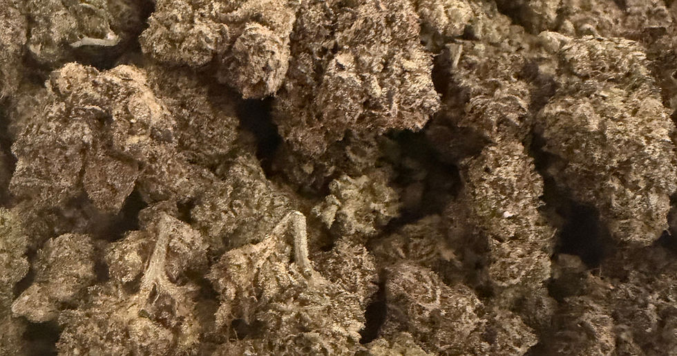 Kushlato cannabis flower representing the appearance of Donny Burger Strain Guide: Savory Funk x Full-Body Calm x Careful Grow