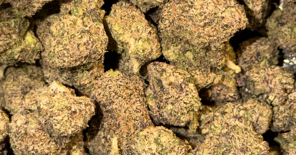 Space Candy cannabis flower representing the appearance of Zangria Strain Guide: Tropical Flavor x Balanced Effects x Confident Growing